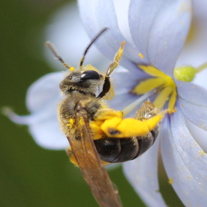 Fundraising Page: Angela Hawkins   little bluets native plants